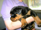 Welpen von Umbra und Drago